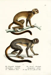 Owl Monkeys, 1824